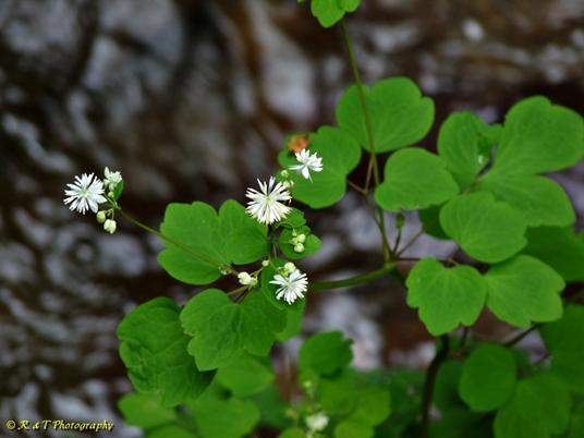 {Thalictrum clavatum}